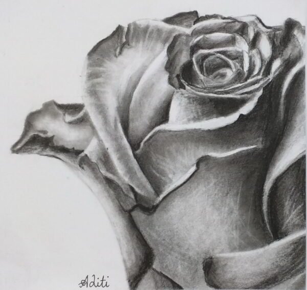 Shanky Studio Graphite Pencil Artwork Rose