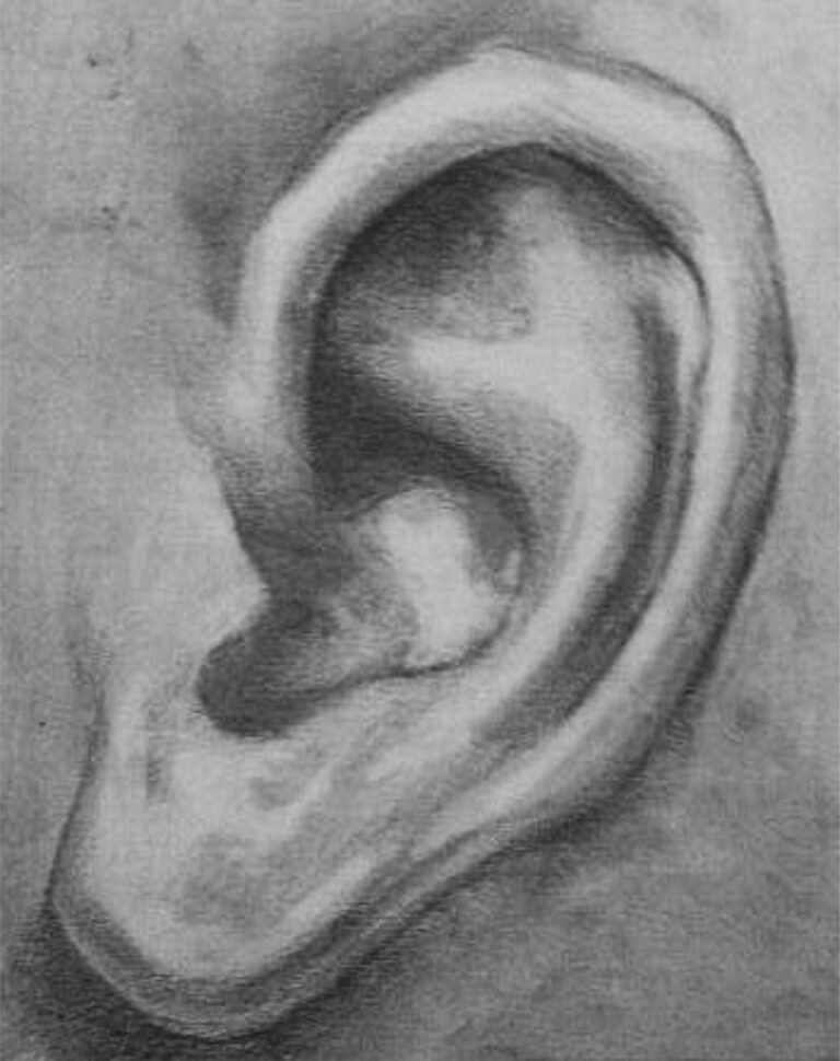Shanky Studio Surinder Shanker Anand Graphite and Charcoal Human Ear Drawing